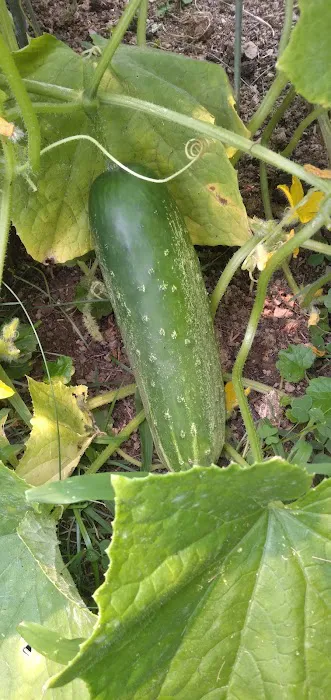 Sittler's Mobile Homes 5