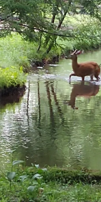 Laurel Lake Campsites 5