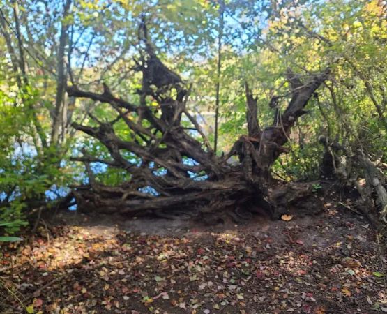 Thundergust Lake Cabin Area