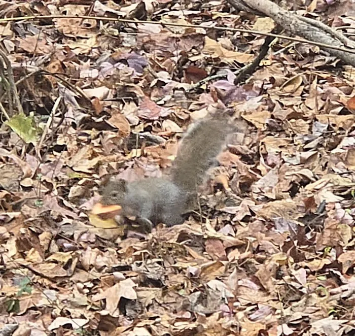 White Oak Mobile Home Park 2