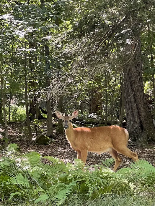 Secluded Acres Campground 1