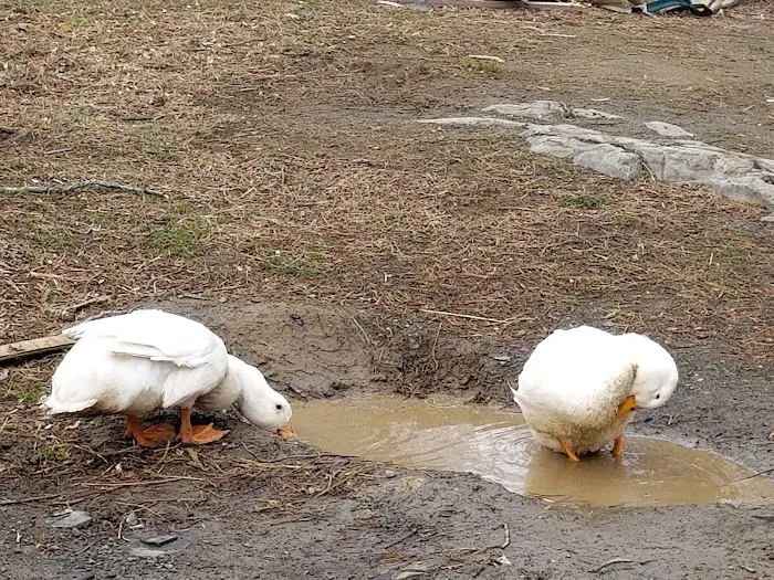 Dutcher Mobile Home Park 5