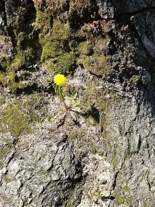 Dutcher Mobile Home Park 6