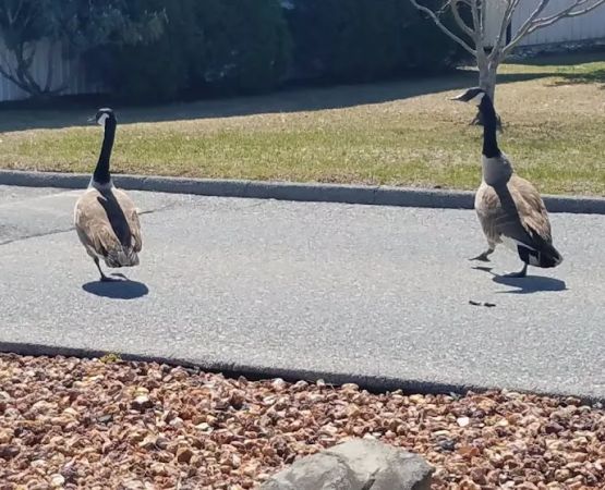 Hidden Brook Estates