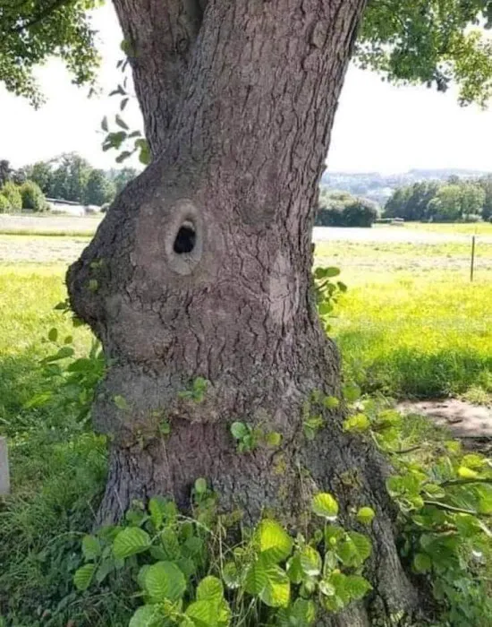 Hidden Brook Estates 8