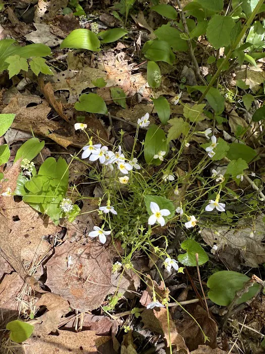 Hipcamp at Hawk Shadow Farm 5