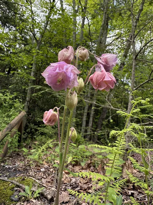 Hipcamp at Hawk Shadow Farm 8
