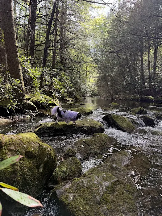 Hipcamp at Hawk Shadow Farm 3