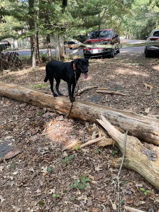 Bellplain State Forest Astronomy 1
