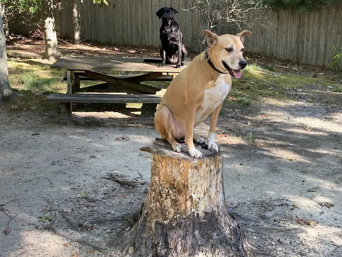 Bellplain State Forest Astronomy 0
