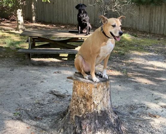 Bellplain State Forest Astronomy