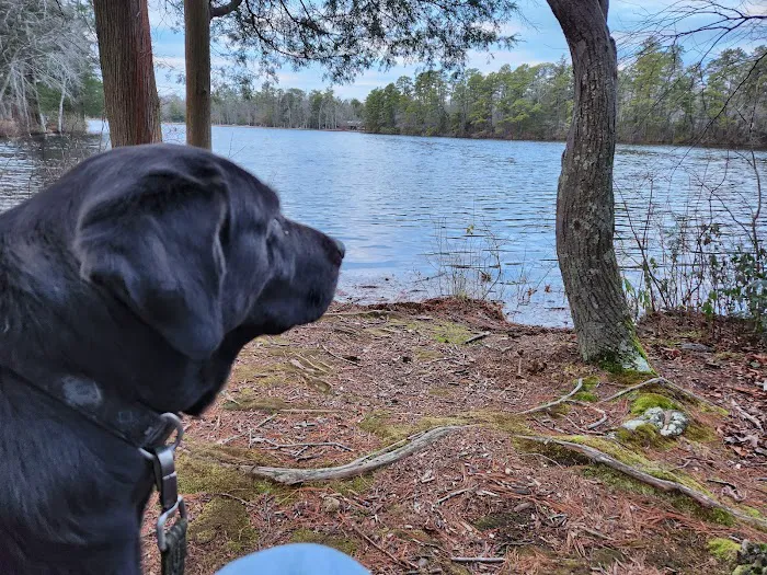 Bellplain State Forest Astronomy 6