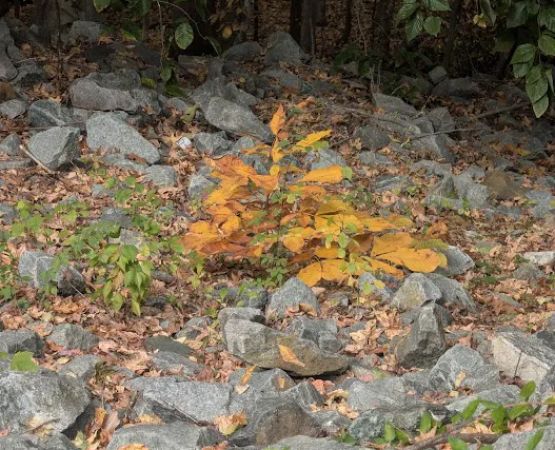 Kingsmill Mobile Home Park