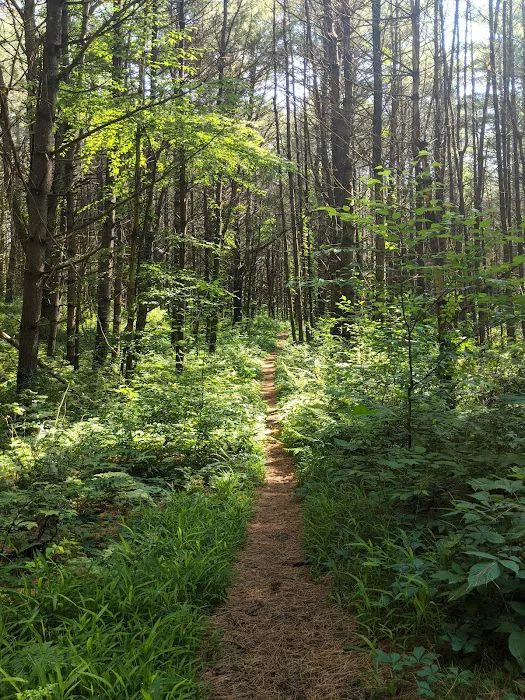 Kenneth L. Wilson Campground 9