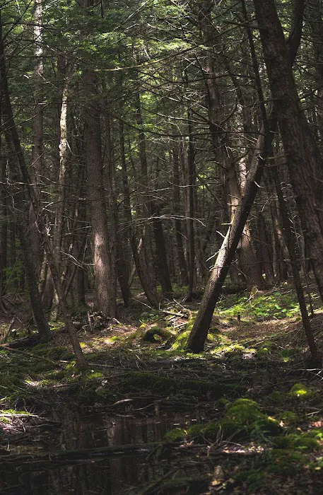 Covered Bridge Campsite 1