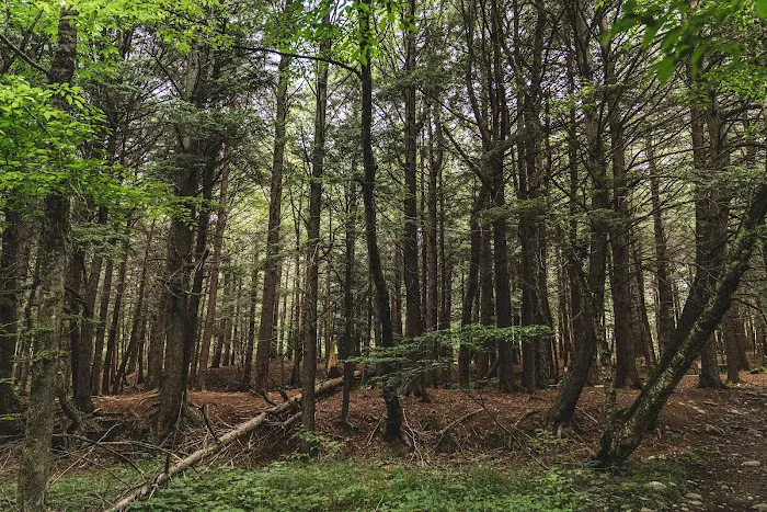 Covered Bridge Campsite 4
