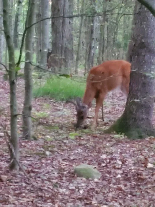 Tobyhanna Campground 6