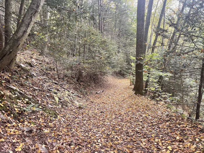 Council Cup Campground 3