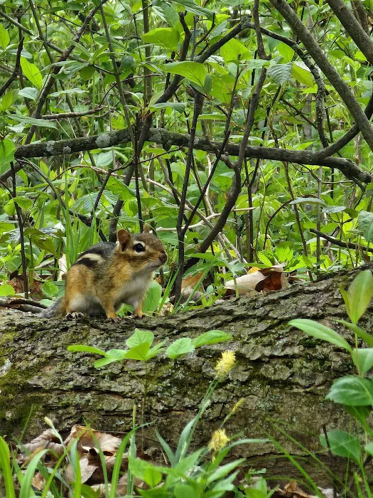 Frances Slocum State Park Campground 4