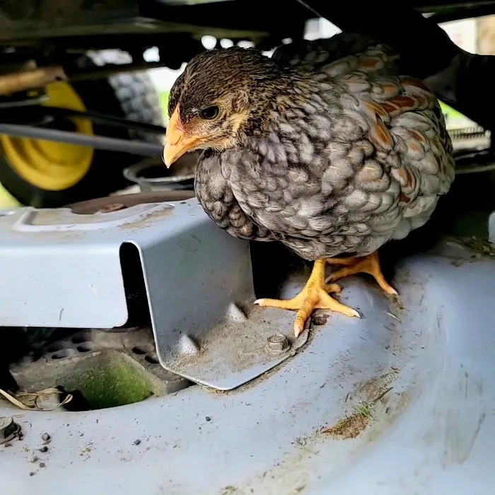 Freedom Farm Homestead, Inc 5