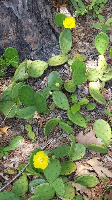 Seaville Shores Resort 2