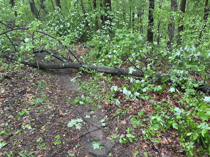 McCloskey Youth Campsite 6