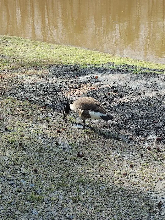 Woodlands Camping Resort 6