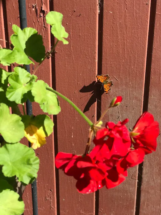 Butternut Grove Campsite 0