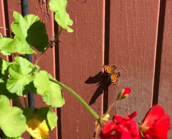 Butternut Grove Campsite