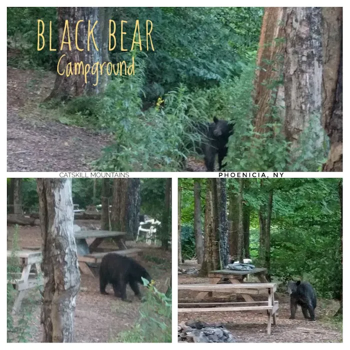 Phoenicia Black Bear Campground 9