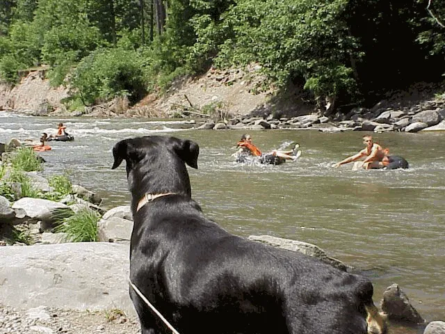 Phoenicia Black Bear Campground 1