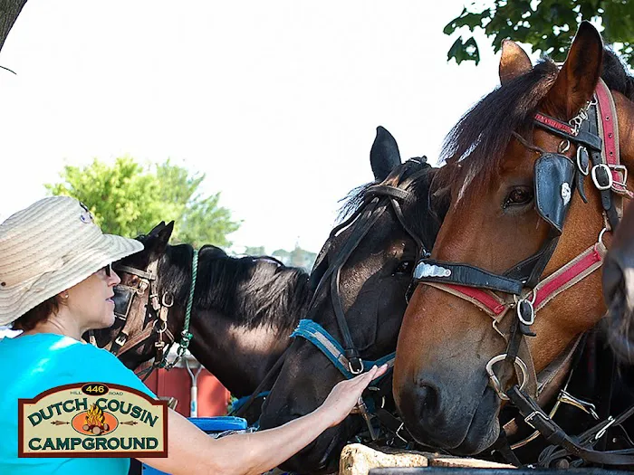 Dutch Cousin Campground 8