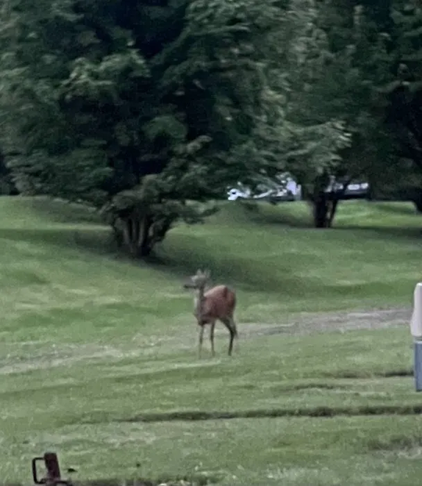 Dockside Campground 9