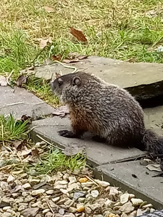 How Kola Campground 4