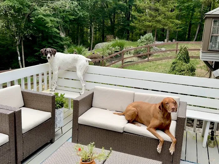 Enchanted Cottage in the Woods 3