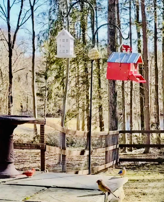 Enchanted Cottage in the Woods 0