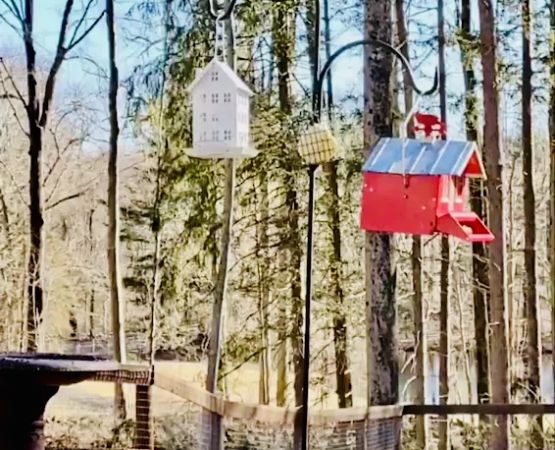 Enchanted Cottage in the Woods