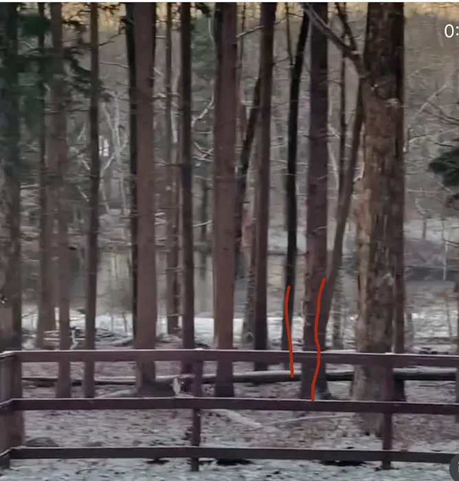 Enchanted Cottage in the Woods 1