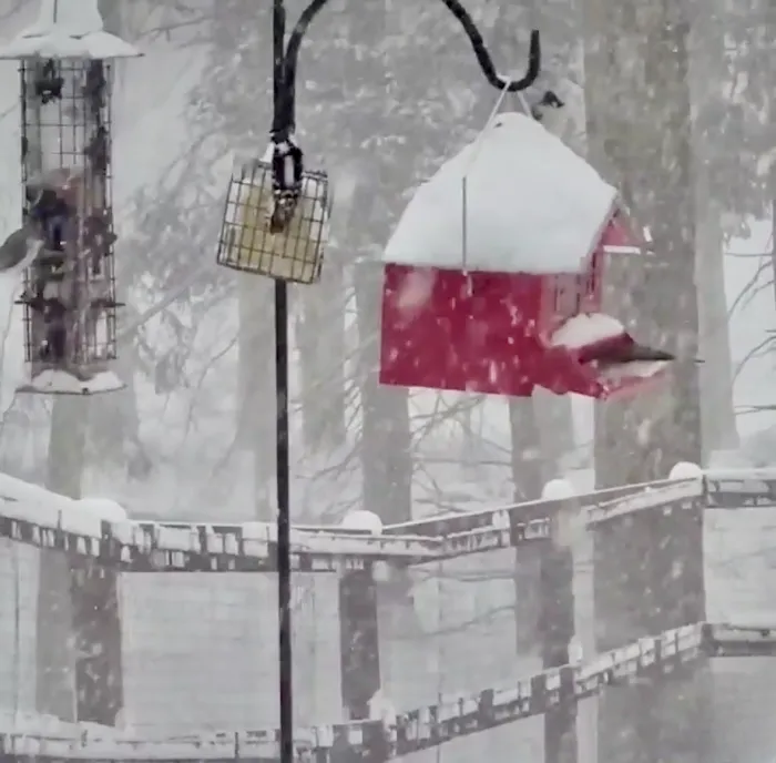 Enchanted Cottage in the Woods 5