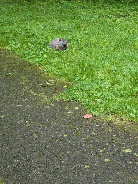 Carpenter Town Camping 6