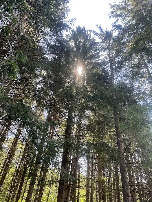 Bear Spring Mountain Campground 3