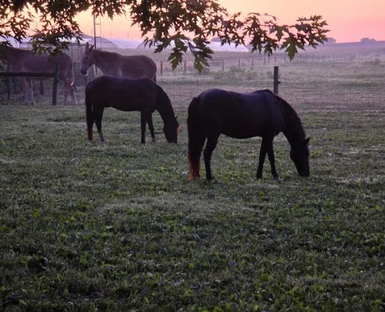 Flory's Cottages & Camping