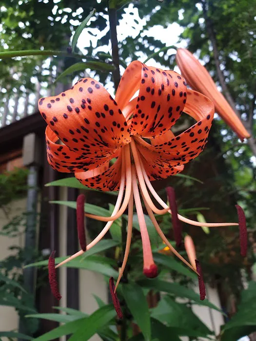 Memory Lane Campground 3