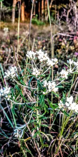 Weiser State Forest Greenland Tract 4