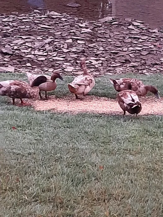 Fire Pit Campground, LLC 5