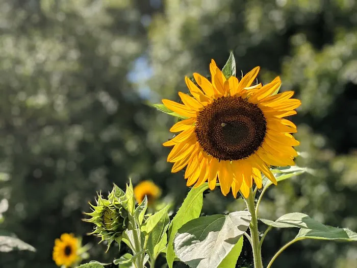 Tall Timbers Village 7