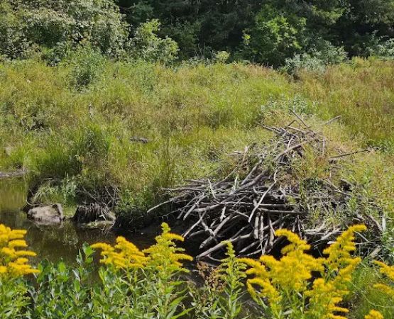 Beartown State Forest Park Entrance