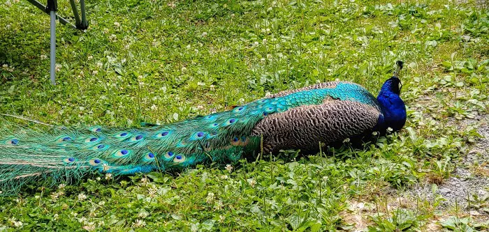 Little Lake Campground 8