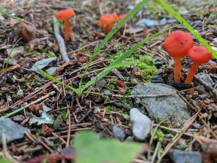 Fox Hill Camping Area 6