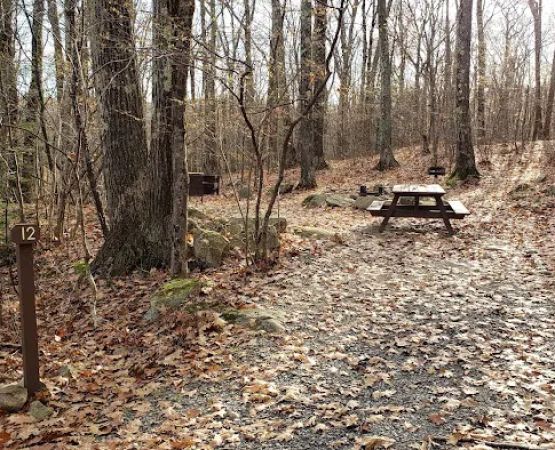 Beartown State Forest Site 12